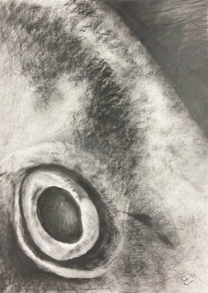 Fischauge Original