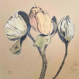 Mohn Original
